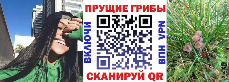 купить наркоту Лаишево Псилоцибиновые грибы Psilocybine cubensis